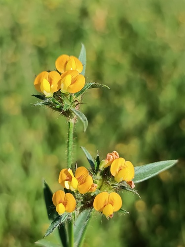 Wild Lucerne