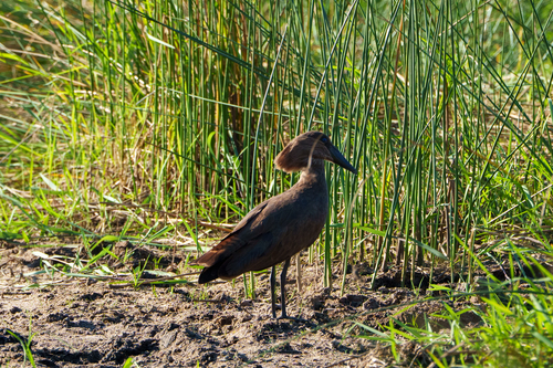 iNaturalist image