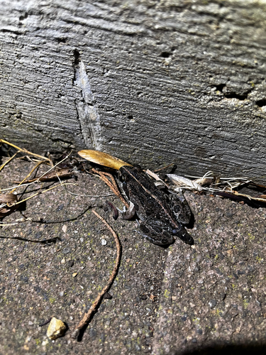 Spotted Marsh Frog