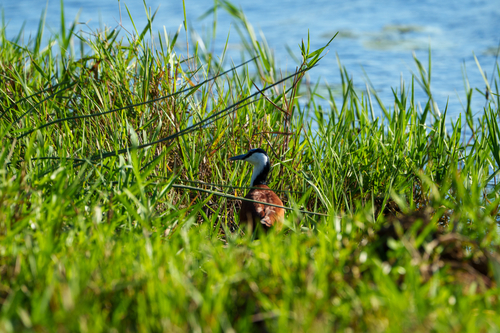 iNaturalist image