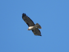 Buteo jamaicensis