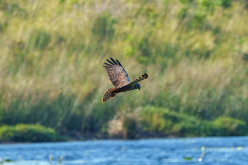 iNaturalist image