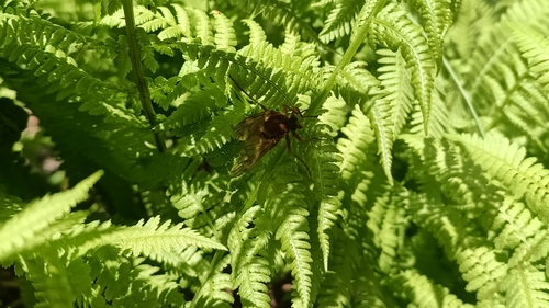 Stink Fly