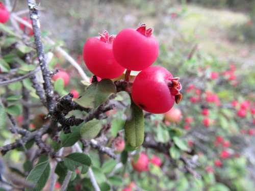 southern false serviceberry