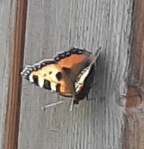 Small Tortoiseshell