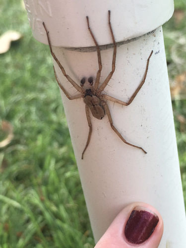 Selenops submaculosus