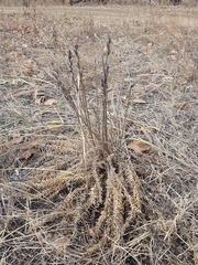 Oxytropis myriophylla