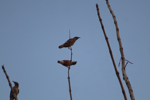 Chestnut-tailed Starling