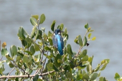 Alcedo atthis
