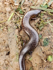 Sphaerodactylus klauberi
