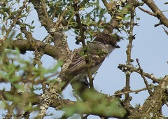 Xenopsaris albinucha