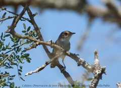 Euscarthmus meloryphus