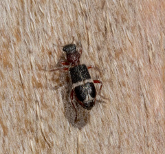 Lemidia accincta