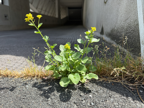 bitter wintercress