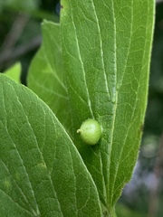Celticecis oviformis