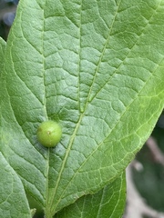 Celticecis oviformis