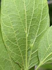 Celticecis oviformis