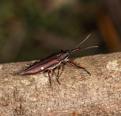 Rhinotia bidentata