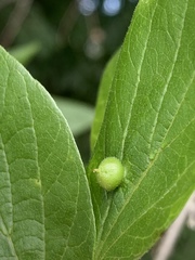 Celticecis oviformis