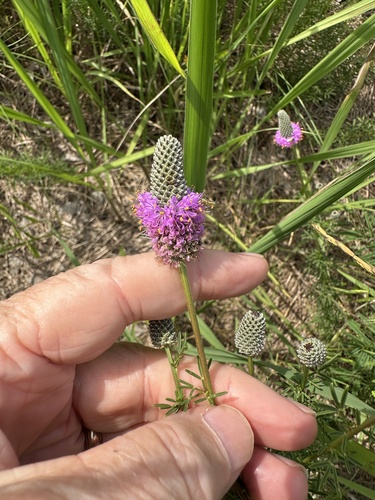 purple prairie clover