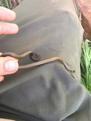 Diadophis punctatus modestus