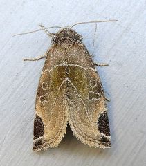 Plagiomimicus curiosum