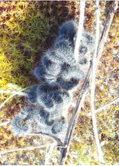 Thaumetopoea herculeana