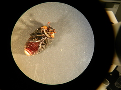 Homothyrea thoracica