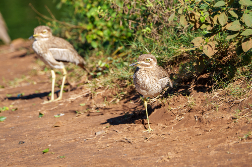 iNaturalist image