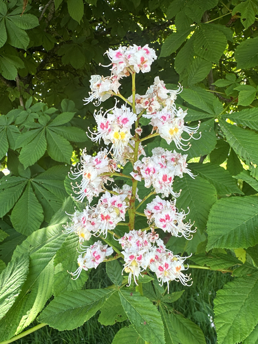 horse-chestnut