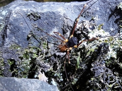 Stygnopsis