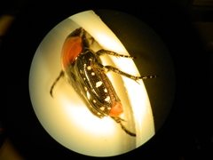 Homothyrea thoracica