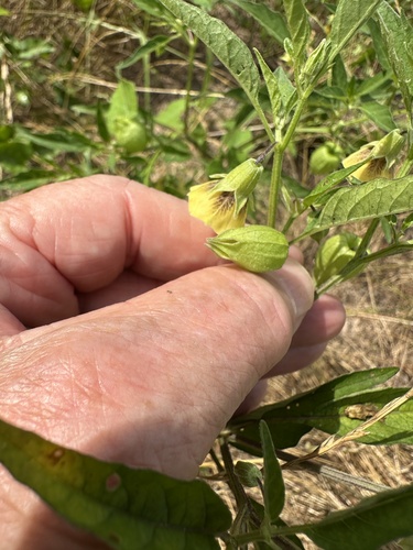 Longleaf Ground-cherry