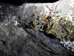 Stygnopsis