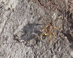 Pristaulacus variegatus