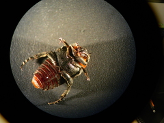 Homothyrea thoracica