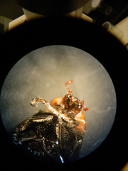 Homothyrea thoracica