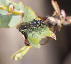 Rhagigaster scalae
