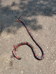 Lampropeltis abnorma