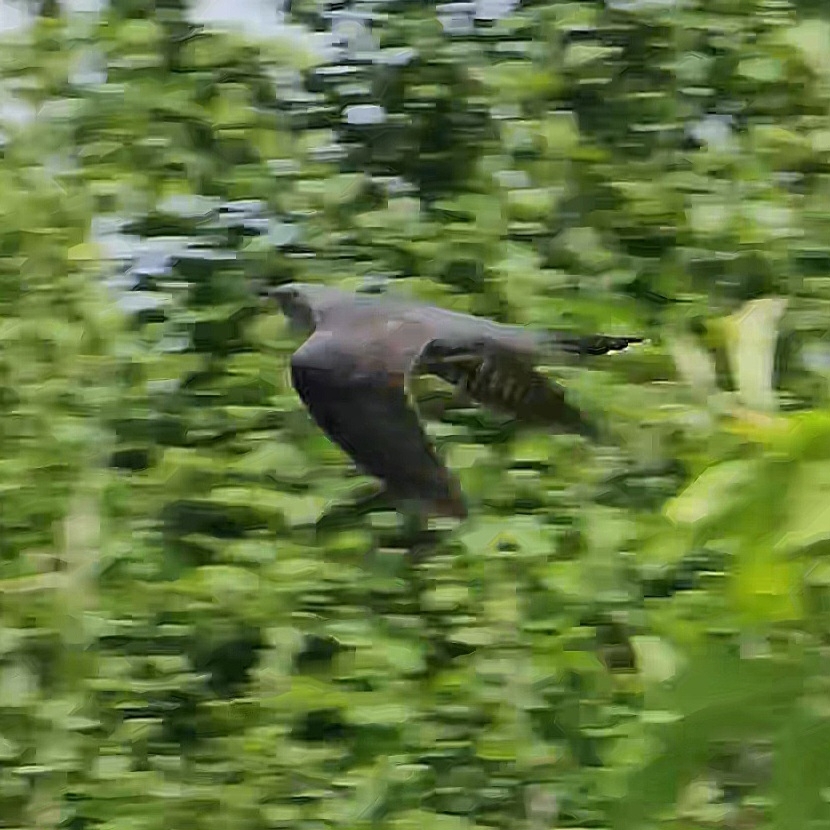 Oriental Cuckoo (Cuculus optatus), photo 5