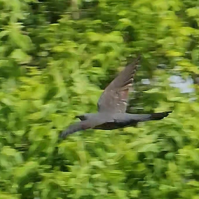 Oriental Cuckoo (Cuculus optatus), photo 6
