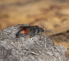 Ephutomorpha lateralis