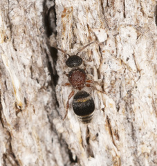 Ephutomorpha cordatiformis
