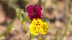 Erythranthe shevockii