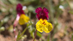 Erythranthe shevockii