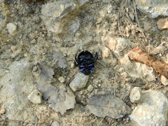 Trypocopris pyrenaeus splendens