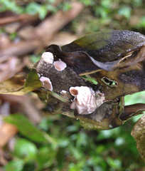 Thyatira batis formosicola