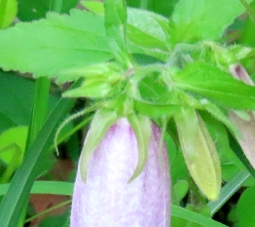 Spotted bellflower