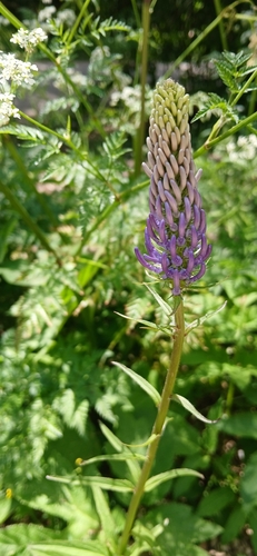 Spiked rampion