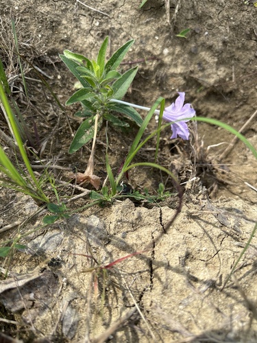 hairy ruellia